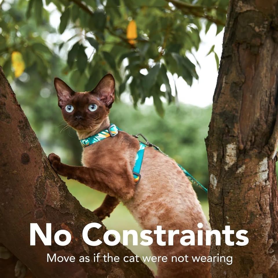 Halypet Cat Harness and Leash Set, Collars 3 IN 1 Lightweight & Adjustable, M