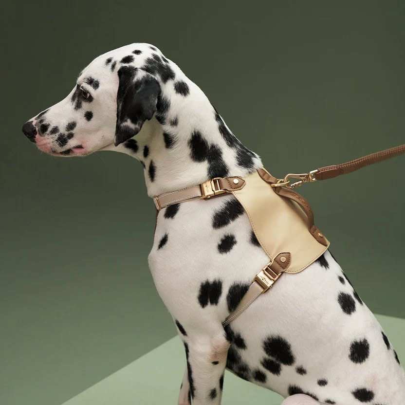 VOOCOO Saddle Pet Harness Leash Set Comfort For Dog Lightweight Reflective Oat L